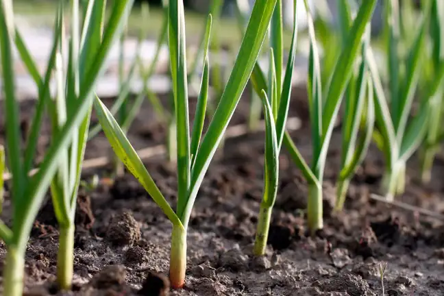 young garlic plants growing in rows in a garden bed