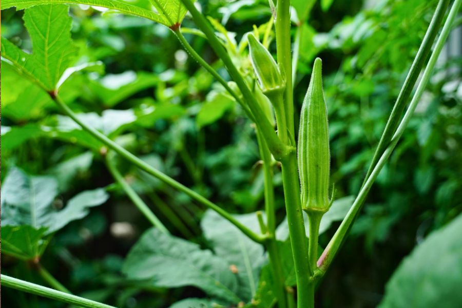 Okra plant fruiting