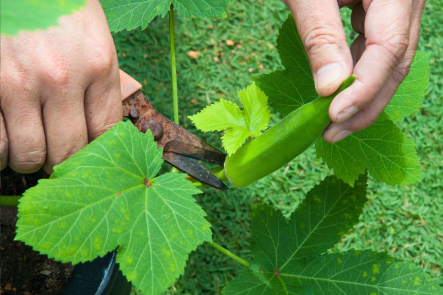 Harvesting Okra with scissors