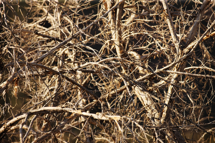 pile of dead branches