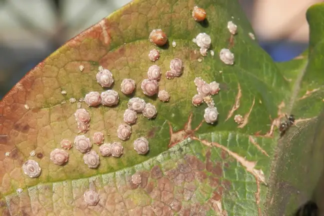 How to Get Rid of Scale Insects in Your Garden | Yates Australia