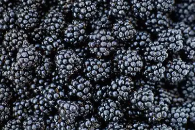 Blackberry