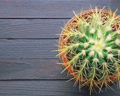 Golden Barrel Cactus