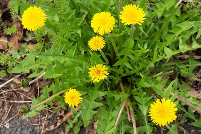 individual dandelion weed in flower growing in a garden bed