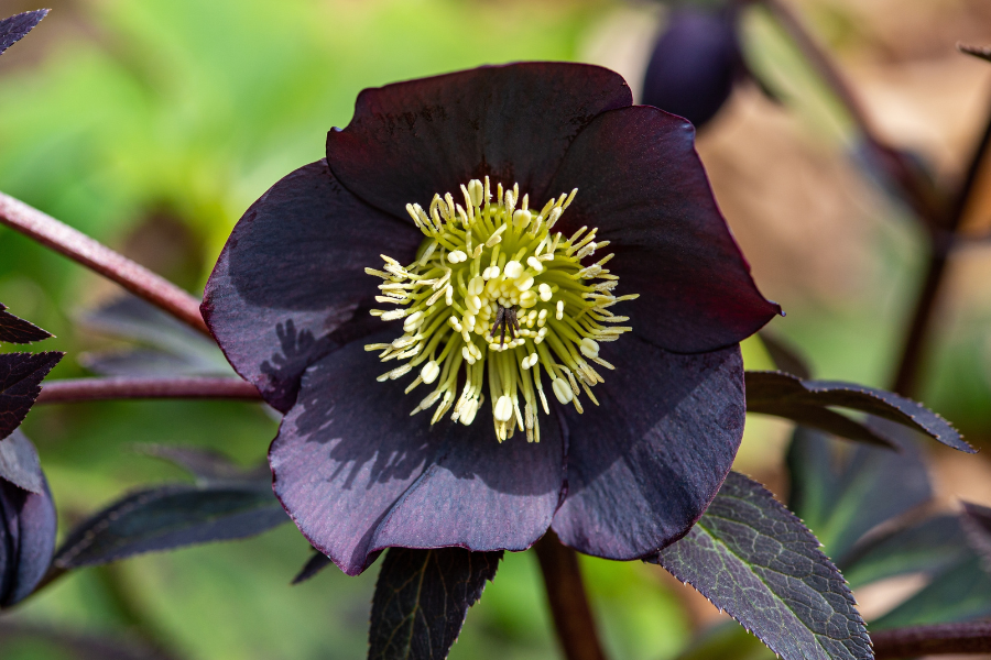 How to Grow Hellebores Yates Australia