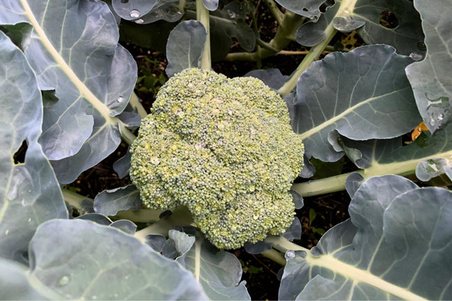 maturing head of broccoli on the plant