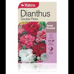 Dianthus Double Pinks