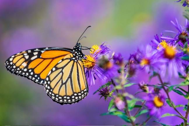 Monarch butterfly feeding on a purple flower
