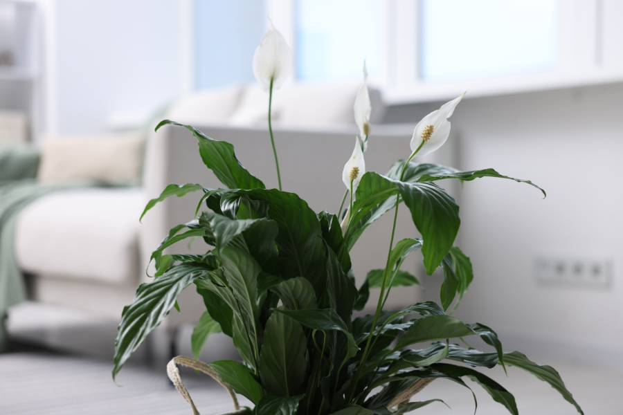 Peace Lily Spathiphyllum Indoor Plant (1)
