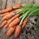20066_Baby carrots_additional lifestyle1.jpg (4)