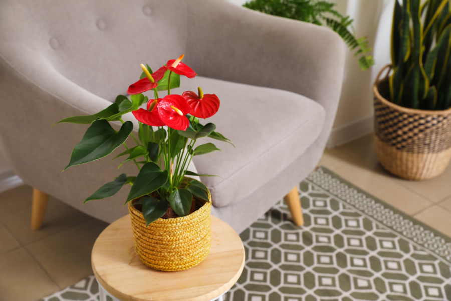 Anthurium Flamingo Flower Indoor Plant