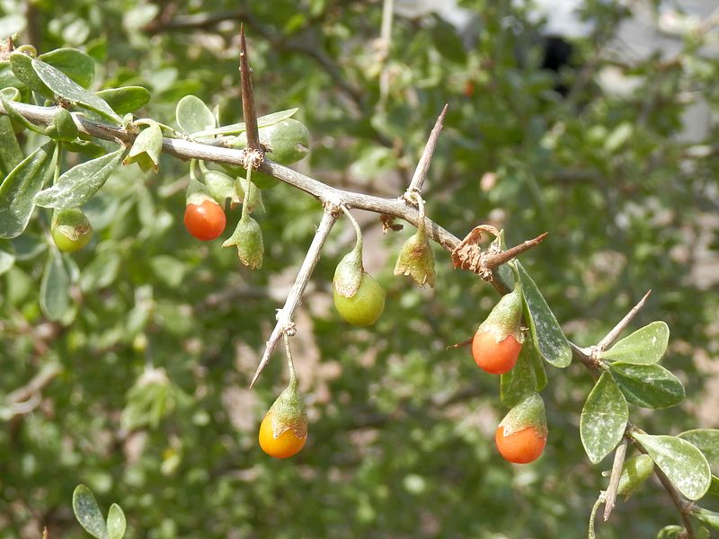 African Boxthorn