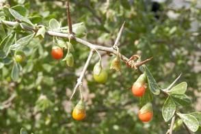 African Boxthorn Control in Your Garden