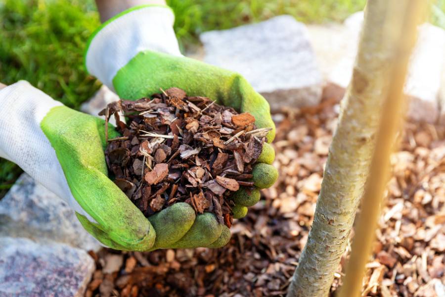 Gloved hands applying mulch around the base of a citrus tree