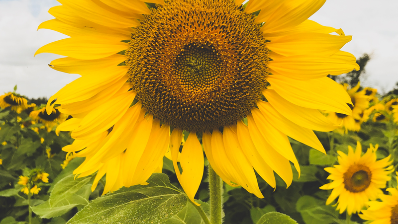Sunflower Image