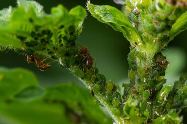 Aphids clustered along Aster stems and leaves