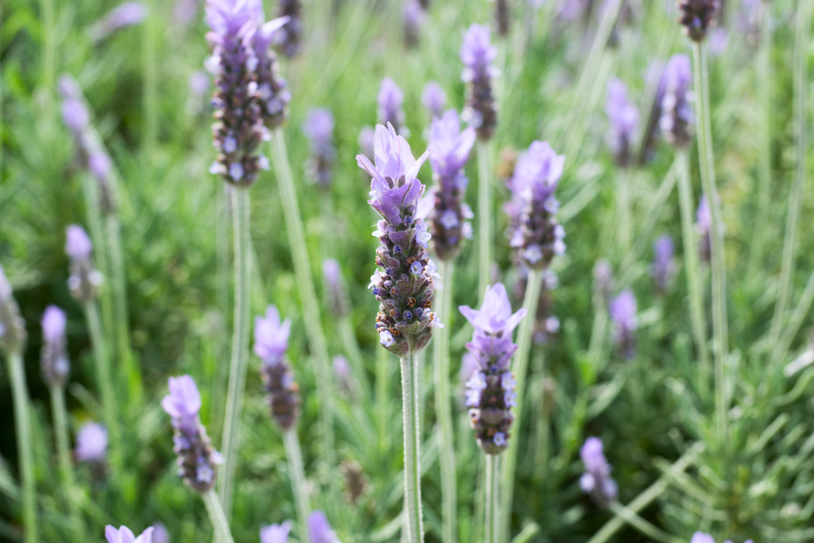 Lavandula dentata French Lavender in flower