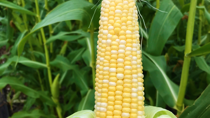 Spring Home Grow Corn Image