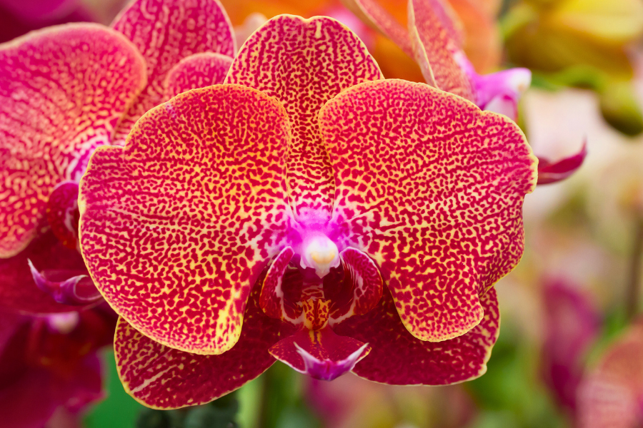 Yellow with Red Markings