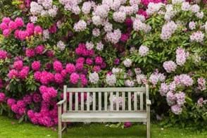 How to Grow Rhododendrons