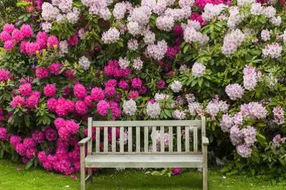 Rhododendron