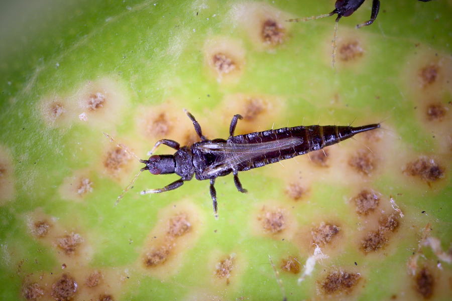 close-up of a black coloured thrip