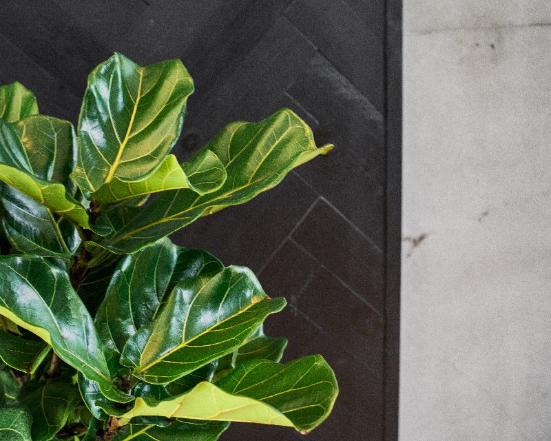 Fiddle leaf figs (Ficus lyrata),