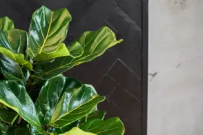 Fiddle leaf figs (Ficus lyrata),