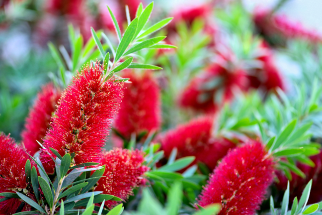red flowering bottlebrush callistemon