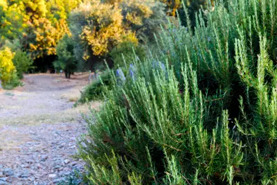 Planting Rosemary in Garden: Easy Tips for Thriving Herbs