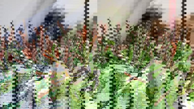 How to Care for Your Roses in Winter | Yates Australia