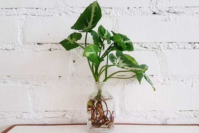 Image above: Syngonium spp. growing in a glass bottle of water