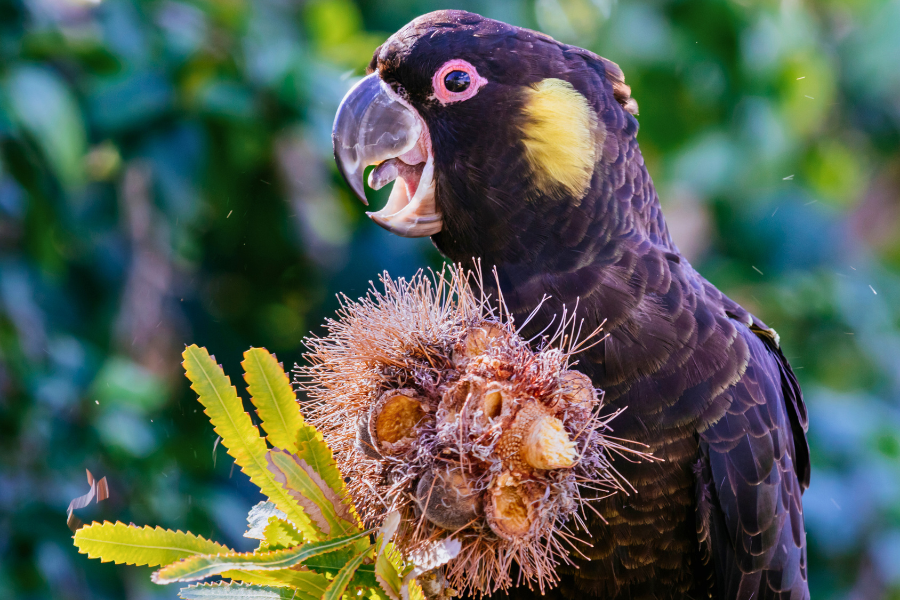 Black Cockatoo Feeding on Banksia