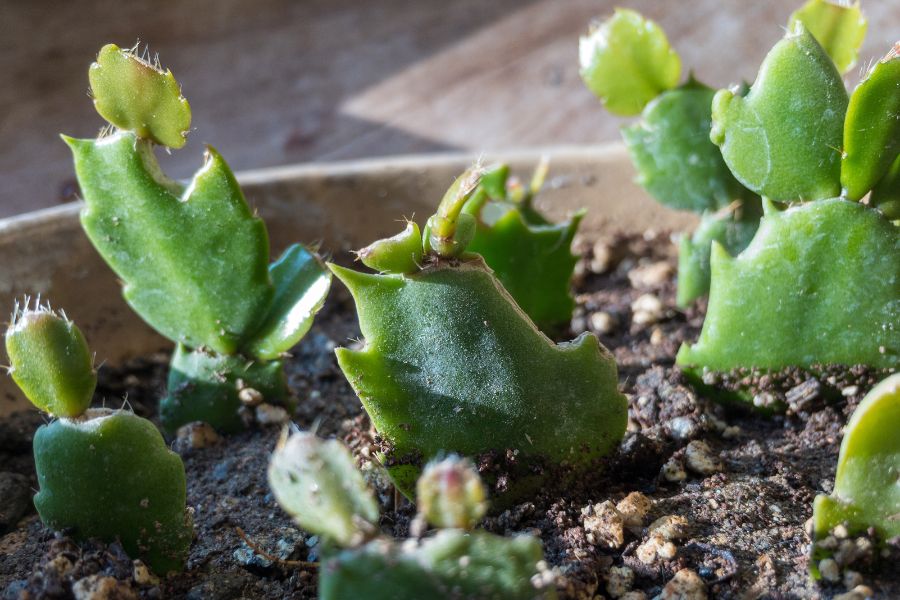 Zygocactus cuttings in a pot
