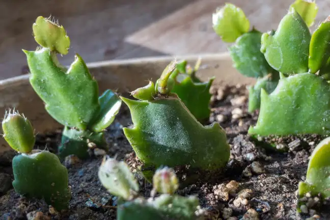 Zygocactus cuttings in a pot