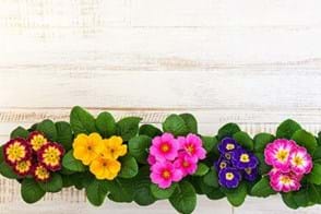 How to Grow Primulas