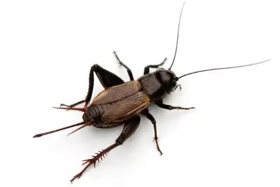 Field Cricket