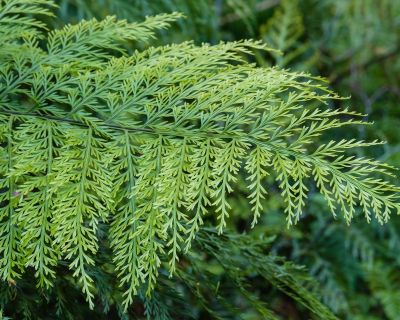 Hens and Chicken Fern