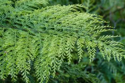 Hens and Chicken Fern