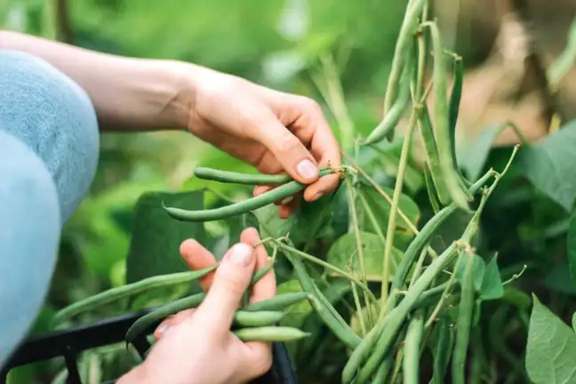 Harvesting beans