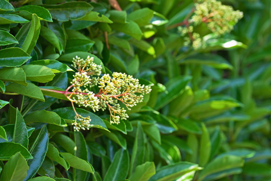 viburnum hedge with creamy white flowers sweet viburnum viburnum odoratissimum