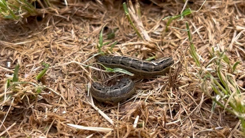 Armyworm Caterpillars