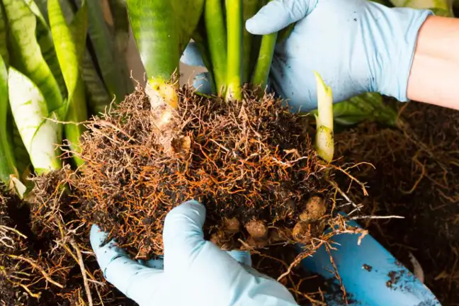 Image above: Dividing an established clump of Mother-in-law's tongue