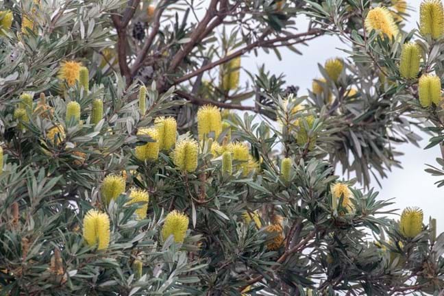 Close up of the yellow flower spikes of Coast Banksia
