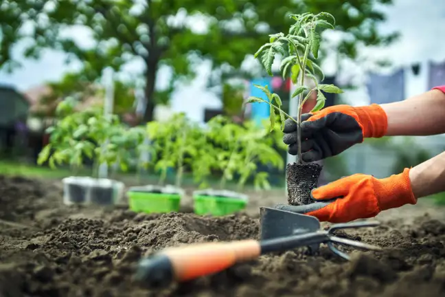 person wearing gloves planting out tomato seedling into the ground