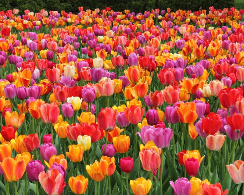 Time to think spring bulbs