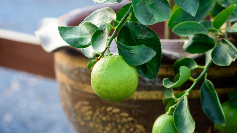 lime tree growing, and bearing fruit, in an asian style brown pot with golden markings