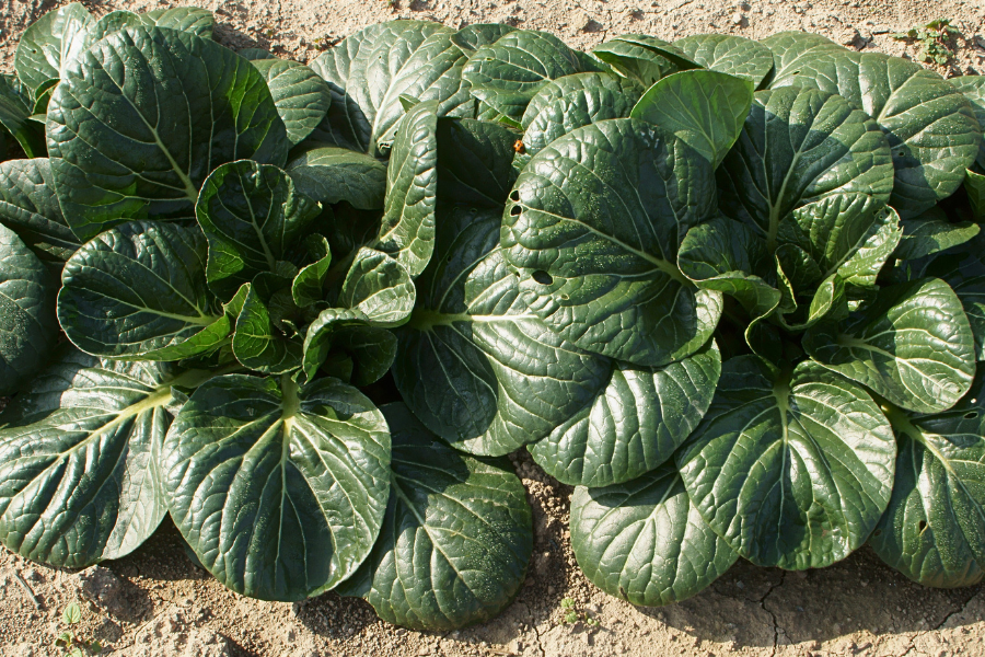 2 tatsoi plants growing in a garden bed