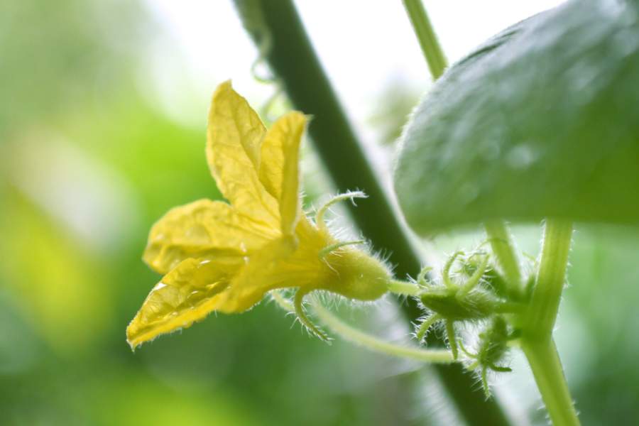 Cucumber Male Flower
