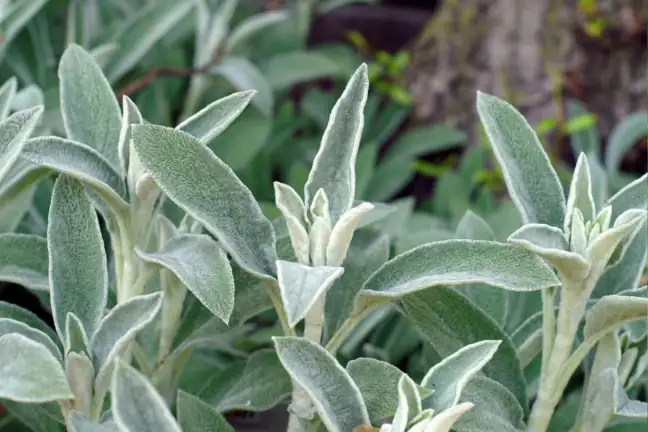 Close up of lambs ear leaves